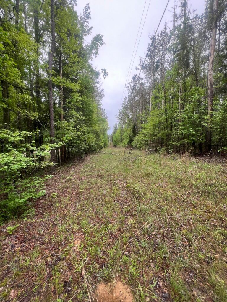 Cleared lane along the edge of the McCool Estates woods