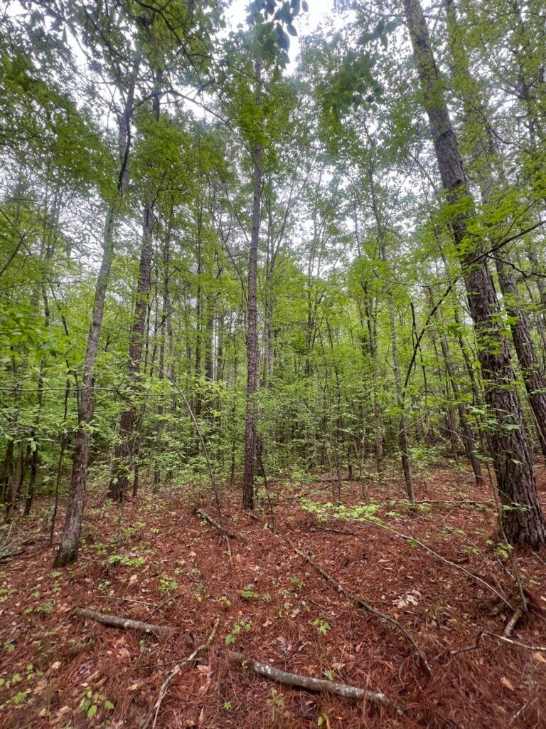 Open hardwood woods on McCool Estates land near McCool, MS