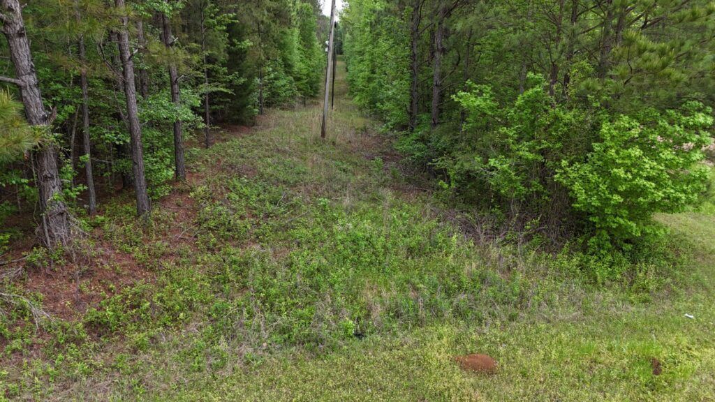 Grassy woods edge at McCool Estates