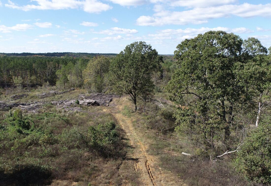 Woods road and oaks on the Tillatoba property
